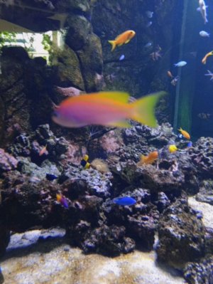 УтРиНиЙ СтРиМчИк