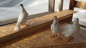 22.03.26г.Типплеры (молодёж).