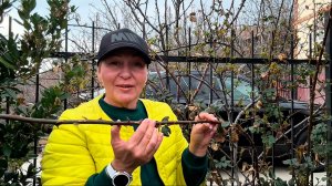 НЕ ОБРЕЗАЙТЕ РОЗЫ весной, пока не увидите ЭТО! 90% делают ошибку