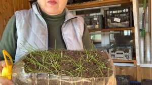 Занимаюсь рыхлением виктории.