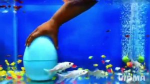 маленькие рыбки в аквариуме