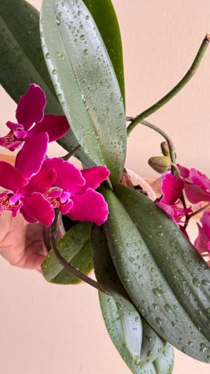 формирование цветоноса орхидеи «в закрутку»