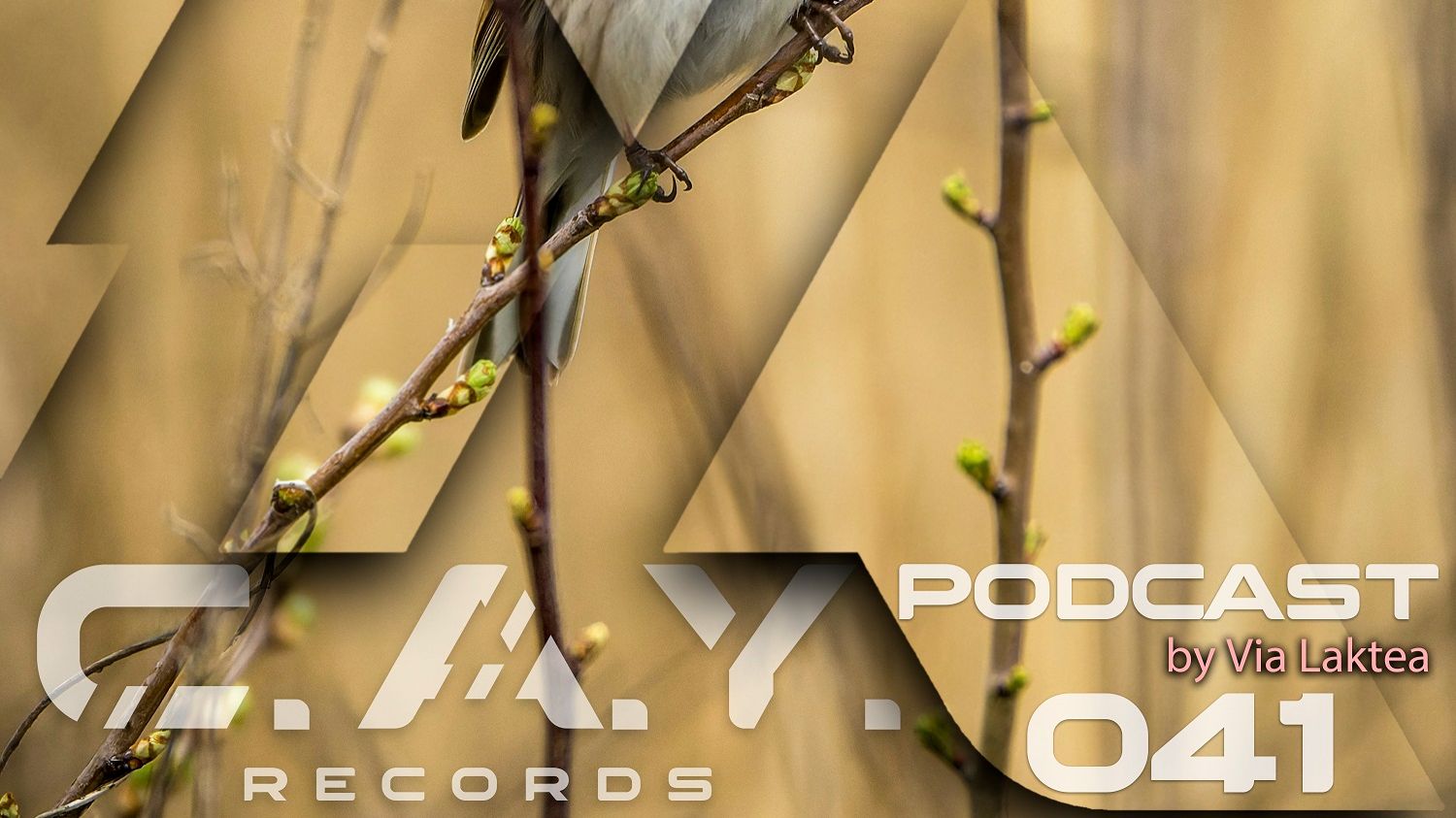 (041) C.A.Y. Records podcast by Via Laktea