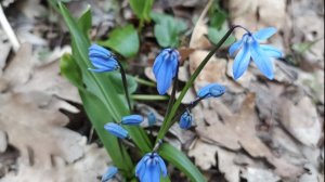 Весенний Железноводск 🪻🪻🪻