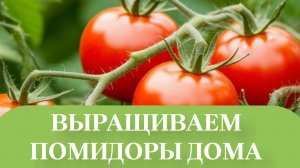 РАССАДА СОРТ, БЫЧЬЕ СЕРДЦЕ  И МАЛИНОВКА