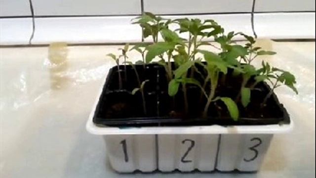 Экспериментальный  выбор грунта для рассады перед посевом.