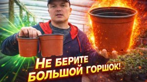 Большой горшок для рассады- показываю, почему это плохо!!!