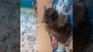 кошка аномалия