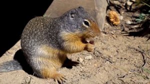 🚶 SmartTV 4К ➤ 🌺 Поездка в национальный парк Глейшер, штат Монтана! 🌺