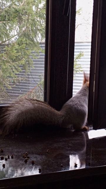 шумные белки