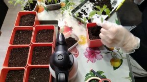 Пикировка томатов