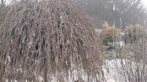 Обрезка ивы Хакуро-Нишики 21.03.26.Подкормила тюльпаны.Обзор растений в саду и рассады на окошке