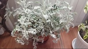 Выращивание цинерарии на рассаду в домашних условиях