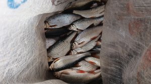 ПОПАЛ на ЖОР Плотвы!часть 1