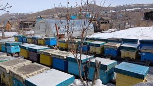 Выставили пасеку в селе.22 марта.