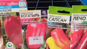 Сегодня посадила перчики😂🙃✨