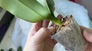 Распаковка первой а этом году посылки с орхидеями