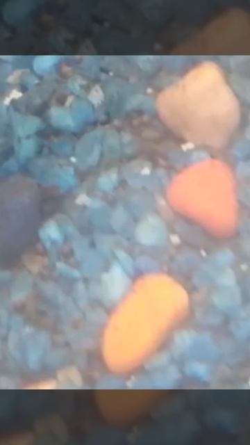 Появление Мальков меченосцев