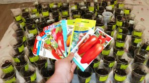 Ура! Томаты все посеяла. 111 сортов за раз.😁