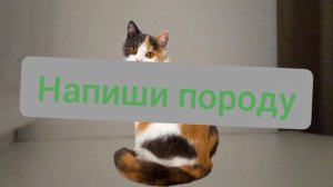 обзор моей кошки