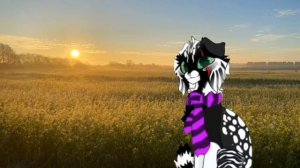 О моей ос из котов воителей