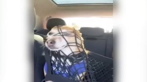 ПРИКОЛЫ С ЖИВОТНЫМИ ДО СЛЕЗ | Смешные КОТЫ 2026 | Funny ANIMALS