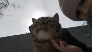 гуляем с котом 🐅🐅