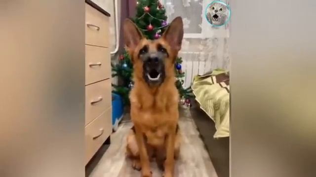 НЕПРИЛИЧНО_СМЕШНЫЕ_КОТЫ🙀_ПРИКОЛЫ_С_ЖИВОТНЫМИ_2022😂_СМЕШНЫЕ_КОШКИ