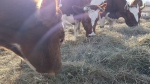 Дожили до весны