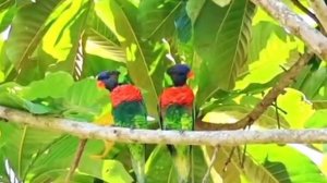 Кокосовые лорикеты (Trichoglossus haematodus massena)