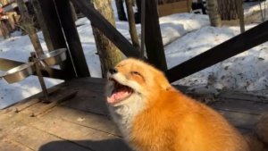 Лиса-Алиса. Лиса ругается, потому что не дали закопать запасы