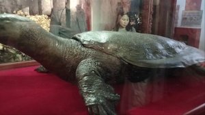 Возраст такой черепахи около 200 лет!