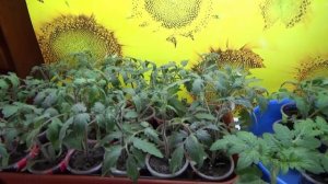 ПОСЕВЫ 2026-95. Обзор рассады томатов и Томатных Гномов в возрасте 3 недель.