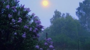 Под эту песню пусть будет любой вечер для нас красивым, добрым и... Сиреневым, возможно