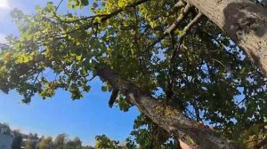 Осторожно! Если аккуратно спилить две липы, то вас захотят видеть своим зятем.