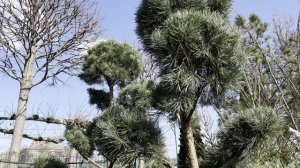 Сосна SYLVESTRIS GLAUCA, CLT 350, 250-300, BONSAI
