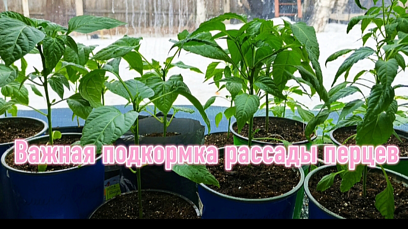Рассада перцев обожает эту подкормку.Питательный коктейль.