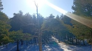 Весна в лесу