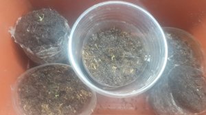 22.03.2026 С рассадой табака все хорошо, взошла эустома, посеянная для эксперимента.