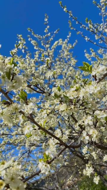 Аффирмация