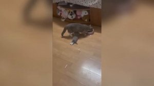 ПРИКОЛЫ С ЖИВОТНЫМИ ДО СЛЕЗ | Приколы с КОТАМИ