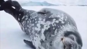 Песни морских сирен это на самом деле храп морских котиков, живите теперь с этой информацией.