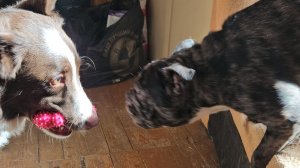 Спустя 9 дней у француженки Бель пропали блохи, стали лучше кожа, уши, появилось настроение!