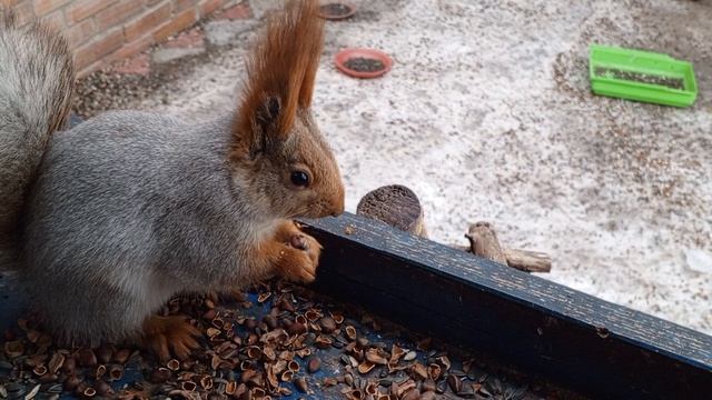 пока белкам не жарко