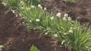 Садовый влог с моей маленькой помощницей  03 мая 2023