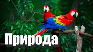 Природа стрим отдых Красивая музыка релакс #природа #красота