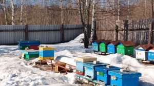 22.03.26. Пасека в сугробах, работаем!