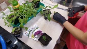 Как посадить Питунью#как размножить питунью#какие семена выбрать для посадки питуньи?