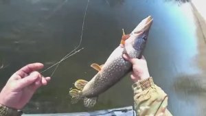 ПЕРВАЯ РЫБАЛКА НА ВОДЕ! ЛОВЛЮ ЩУКУ И ОКУНЕЙ НА СПИННИНГ. ЛЁД ВСЁ.