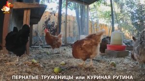 Куриная рутина – что делают куры на выгуле 😂 эпизод (148)